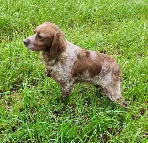 Urielle de Coat Cliviou